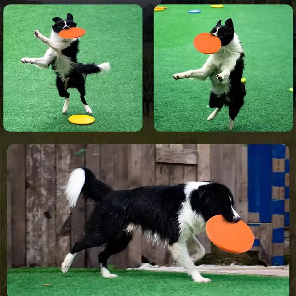 จานร่อนสำหรับสุนัข ทำจาก TPR ข - Flying Disc Dog Training Toy บทวิจารณ์และราคา
