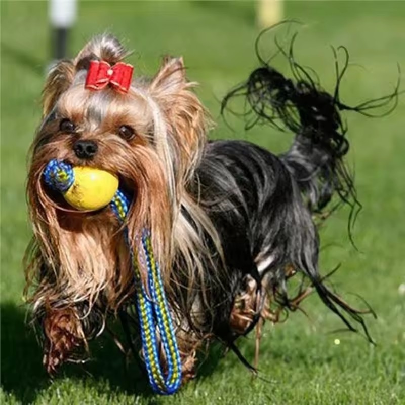 ของเล่นสุนัข 1 ชิ้น ลูกบอลยางก - Indestructible Dog Chew Toy บทวิจารณ์และราคา